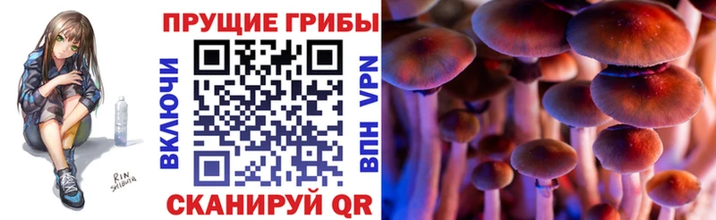 Псилоцибиновые грибы MAGIC MUSHROOMS  наркошоп  darknet телеграм  Бийск 